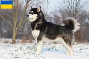 Lees meer over het artikel Alaska Malamute fokkers en pups in Oekraïne