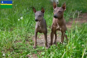 Lees meer over het artikel Amerikaanse Haarloze Terriër fokkers en pups in Flevoland