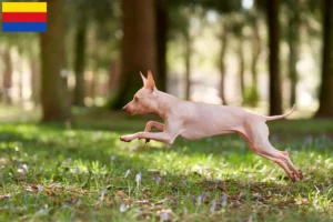 Lees meer over het artikel Amerikaanse Haarloze Terriër fokkers en pups in Noord-Holland