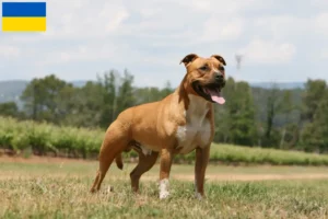 Lees meer over het artikel American Staffordshire Terrier fokkers en pups in Oekraïne