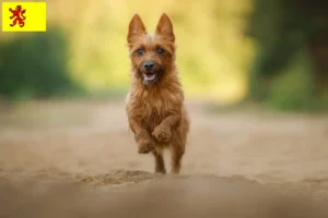 Lees meer over het artikel Australian Terrier fokkers en pups in Zuid-Holland