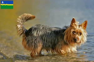 Lees meer over het artikel Australian Terrier fokkers en puppies in Flevoland