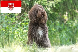 Lees meer over het artikel Barbet fokkers en pups in Brandenburg