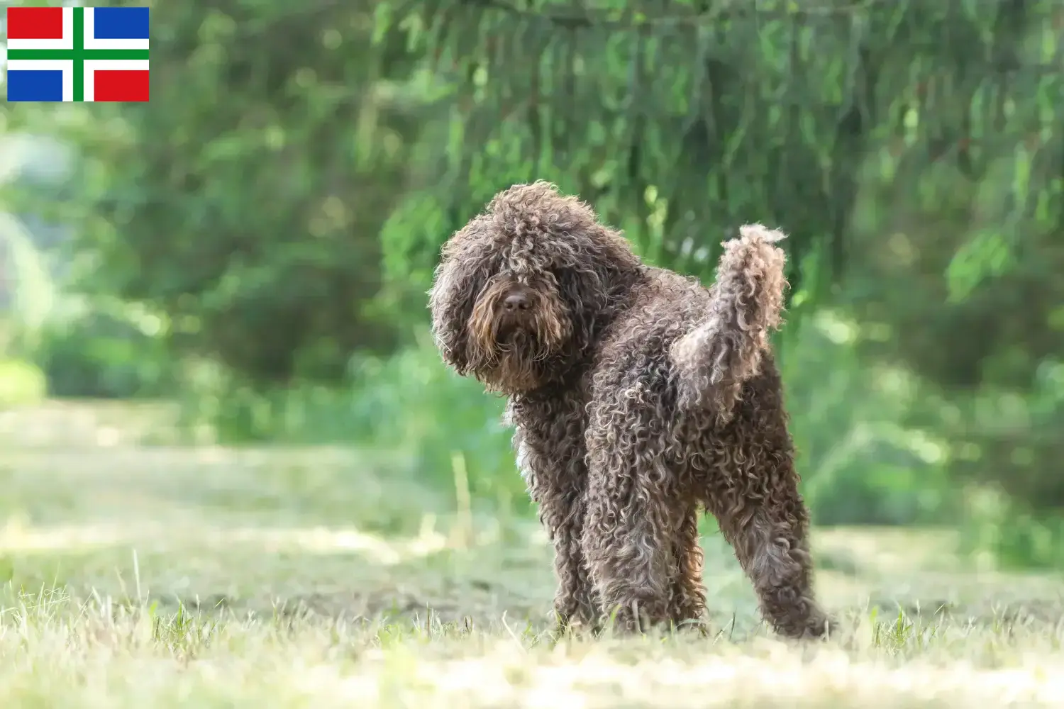 Lees meer over het artikel Barbet fokkers en pups in Groningen