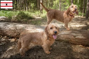 Lees meer over het artikel Basset fauve de Bretagne fokkers en pups in Drenthe