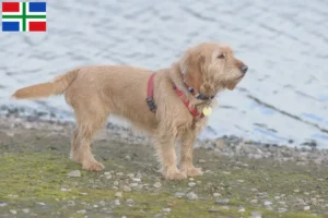 Lees meer over het artikel Basset fauve de Bretagne fokkers en pups in Groningen