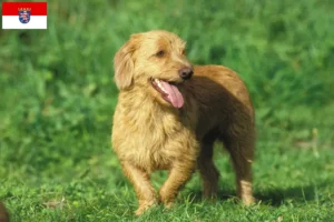 Lees meer over het artikel Basset fauve de Bretagne fokkers en pups in Hessen