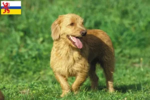 Lees meer over het artikel Basset fauve de Bretagne fokkers en pups in Limburg