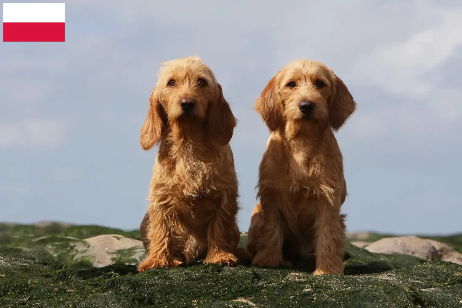 Lees meer over het artikel Basset fauve de Bretagne fokkers en pups in Polen