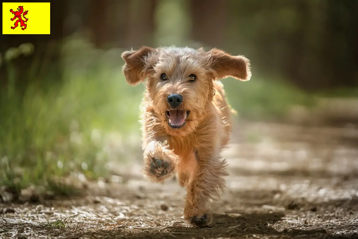 Lees meer over het artikel Basset fauve de Bretagne fokkers en pups in Zuid-Holland