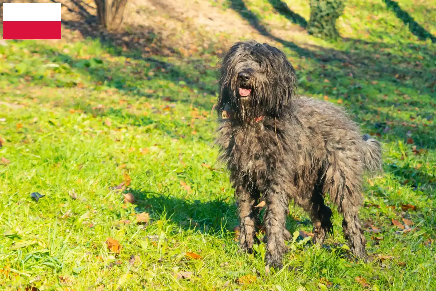 Lees meer over het artikel Bergamasco Herdershond Fokker en Puppies in Polen