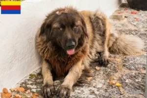 Lees meer over het artikel Cão Da Serra Da Estrela fokkers en pups in Noord-Holland