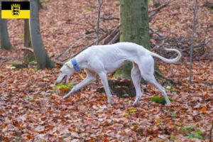 Lees meer over het artikel Chart Polski fokkers en pups in Baden-Württemberg