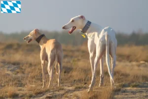 Lees meer over het artikel Chart Polski fokkers en puppies in Beieren