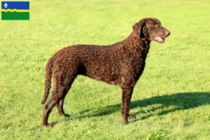 Lees meer over het artikel Curly Coated Retriever fokkers en pups in Flevoland