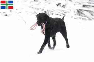 Lees meer over het artikel Curly Coated Retriever fokkers en pups in Groningen