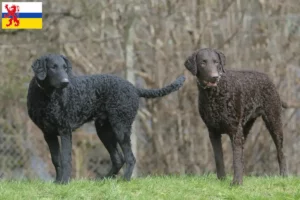 Lees meer over het artikel Curly Coated Retriever fokkers en pups in Limburg