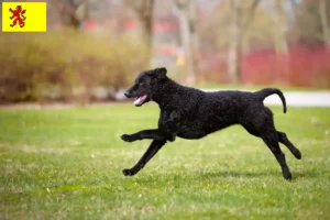 Lees meer over het artikel Curly Coated Retriever fokkers en pups in Zuid-Holland