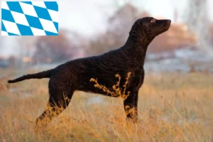 Lees meer over het artikel Curly Coated Retriever fokkers en pups in Beieren