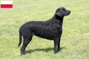 Lees meer over het artikel Curly Coated Retriever fokkers en pups in Polen