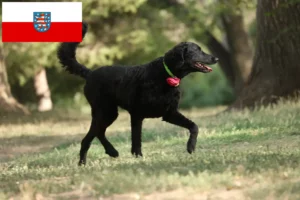 Lees meer over het artikel Curly Coated Retriever fokkers en pups in Thüringen