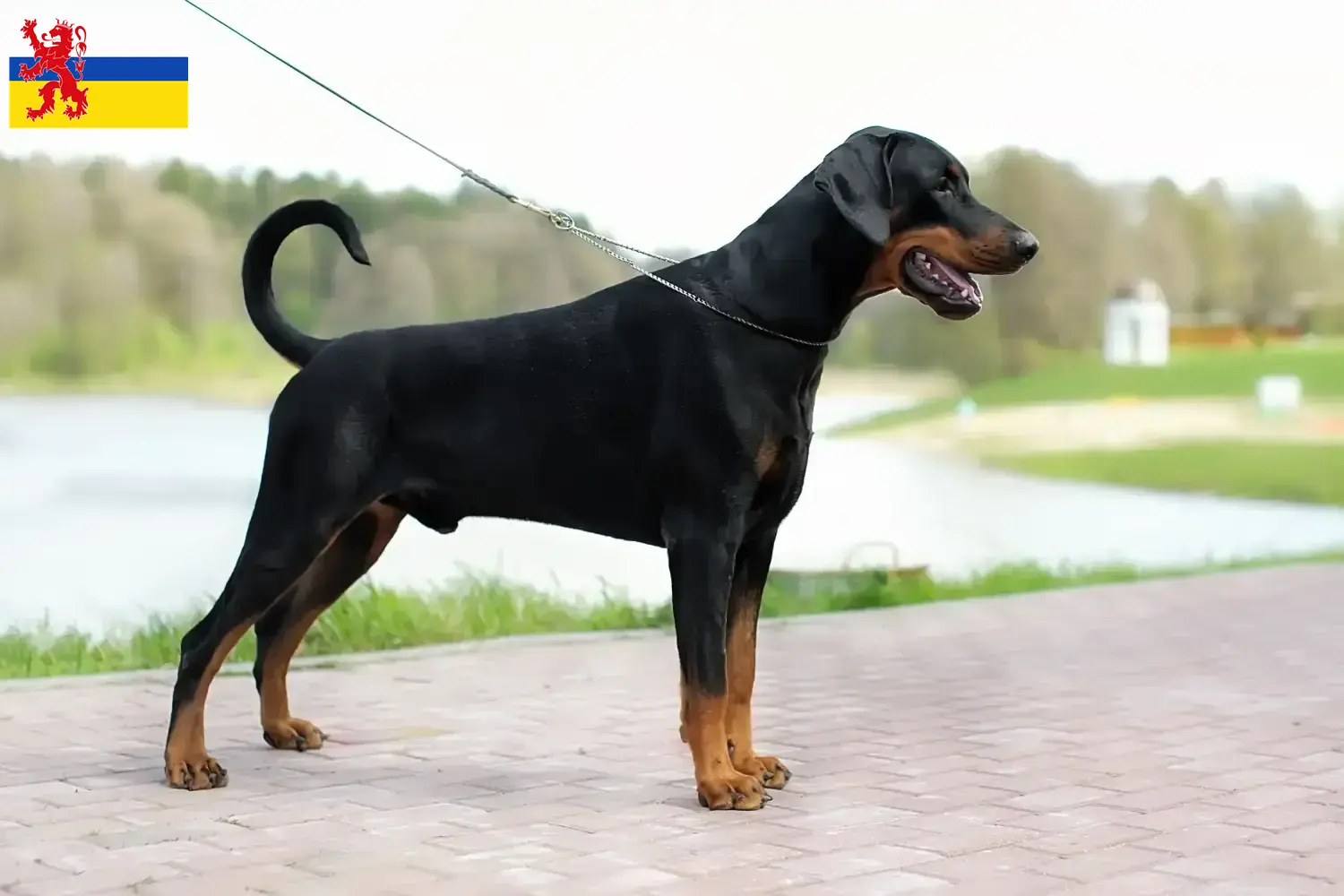 Lees meer over het artikel Dobermann fokker en pups in Limburg