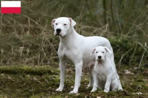 Lees meer over het artikel Dogo Argentino fokkers en pups in Polen