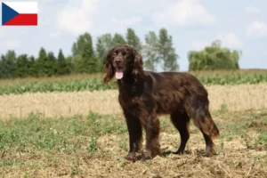 Lees meer over het artikel Duitse Langhaar fokkers en puppies in Tsjechië