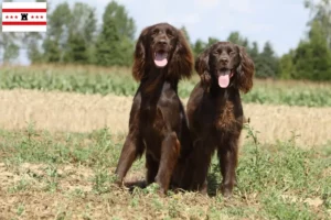 Lees meer over het artikel Duitse Langhaar fokkers en pups in Drenthe