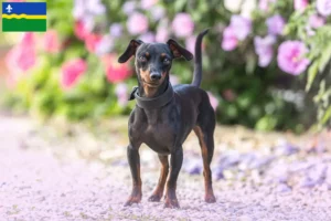 Lees meer over het artikel Dwergpinscher fokkers en pups in Flevoland