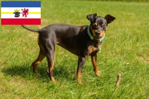 Lees meer over het artikel Dwergpinscher fokkers en pups in Mecklenburg-Vorpommern