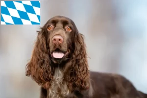 Lees meer over het artikel Field Spaniel fokkers en pups in Beieren