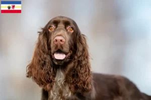 Lees meer over het artikel Field Spaniel fokkers en pups in Mecklenburg-Vorpommern