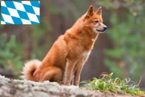 Lees meer over het artikel Finnenspitz fokkers en pups in Beieren