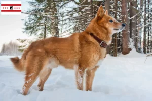 Lees meer over het artikel Finnenspitz fokkers en pups in Drenthe