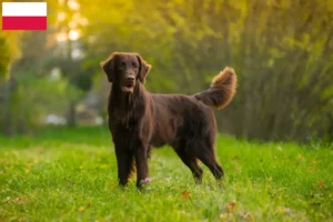 Lees meer over het artikel Flat Coated Retriever fokkers en pups in Polen