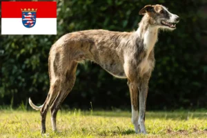 Lees meer over het artikel Galgo Espanol fokkers en pups in Hessen