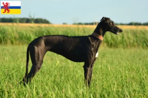 Lees meer over het artikel Galgo Espanol fokkers en pups in Limburg