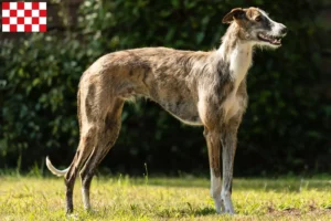 Lees meer over het artikel Galgo Espanol fokkers en pups in Noord-Brabant