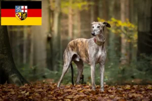 Lees meer over het artikel Galgo Espanol fokkers en pups in Saarland