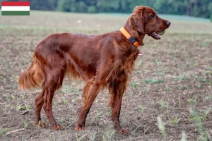 Lees meer over het artikel Ierse Rode Setter fokkers en pups in Hongarije