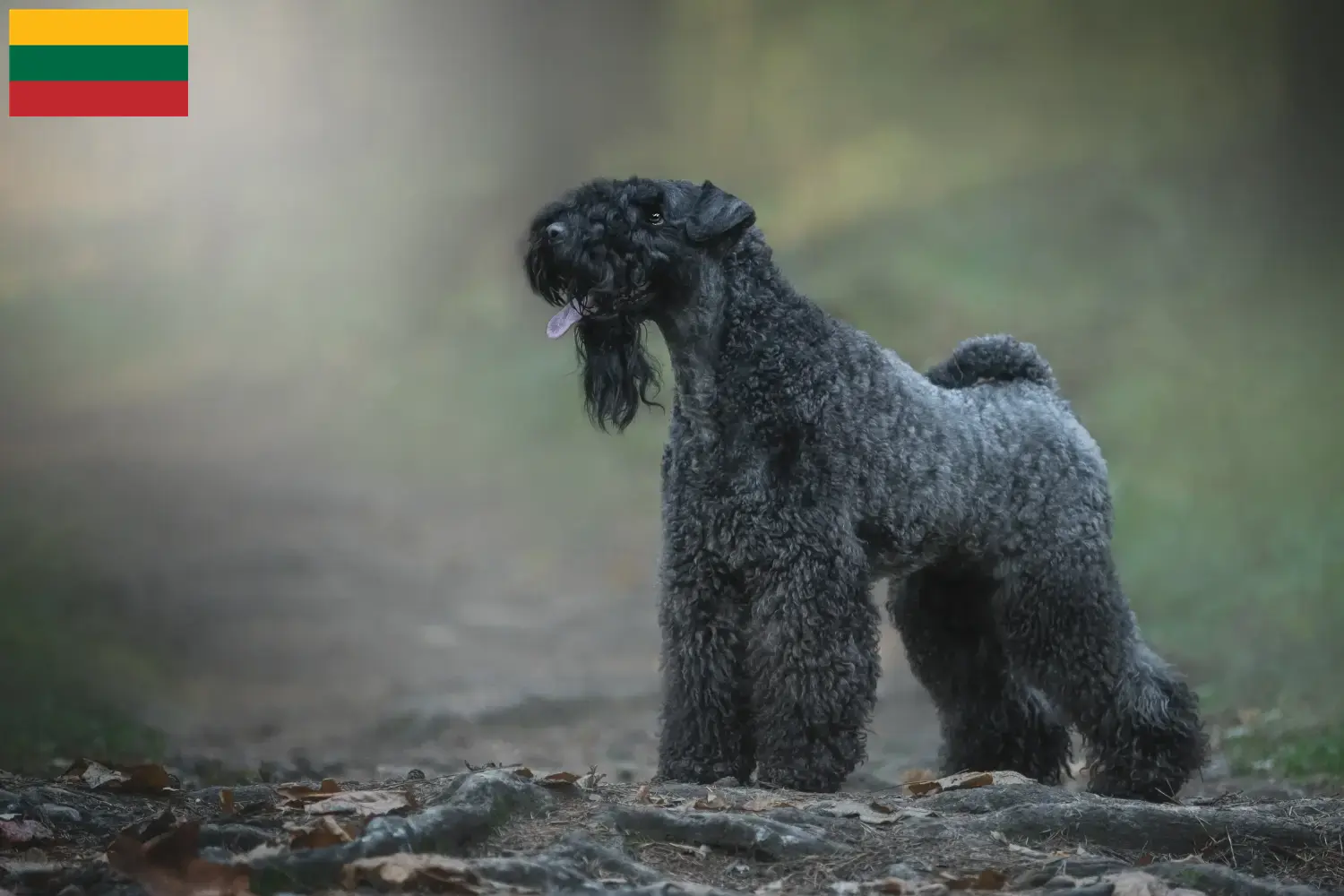 Lees meer over het artikel Kerry Blue Terrier fokkers en pups in Litouwen