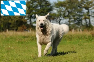 Lees meer over het artikel Kuvasz fokkers en pups in Beieren