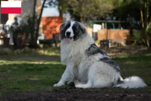 Lees meer over het artikel Mastín del Pirineo fokkers en pups in Polen