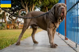 Lees meer over het artikel Mastino Napoletano fokkers en pups in Oekraïne