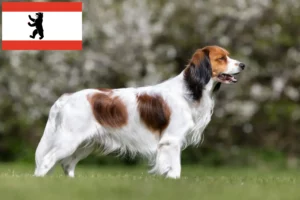 Lees meer over het artikel Nederlandse kooikerhondje fokkers en pups in Berlijn