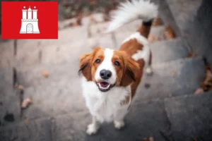 Lees meer over het artikel Nederlandse Kooikerhondje fokkers en pups in Hamburg