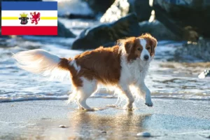 Lees meer over het artikel Nederlandse kooikerhondje fokkers en pups in Mecklenburg-Vorpommern