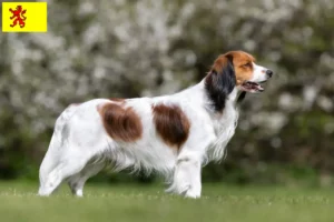 Lees meer over het artikel Nederlandse kooikerhondje fokkers en pups in Zuid-Holland