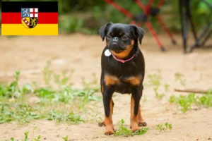 Lees meer over het artikel Petit Brabançon fokkers en pups in Saarland